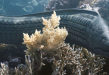 A Beleza: um curta-metragem de animação que reimagina resíduos plásticos como vida no oceano