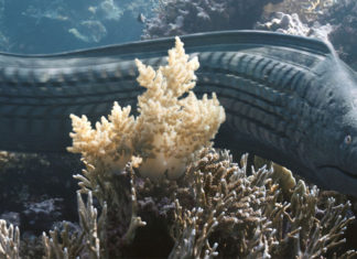 A Beleza: um curta-metragem de animação que reimagina resíduos plásticos como vida no oceano