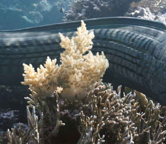 A Beleza: um curta-metragem de animação que reimagina resíduos plásticos como vida no oceano