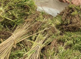 Tecnologia Agraloop converte resíduos de cânhamo em fibras têxteis de alto valor