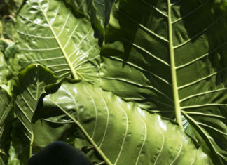 beLEAF : Como a planta orelha de elefante se transforma num material vegano para moda