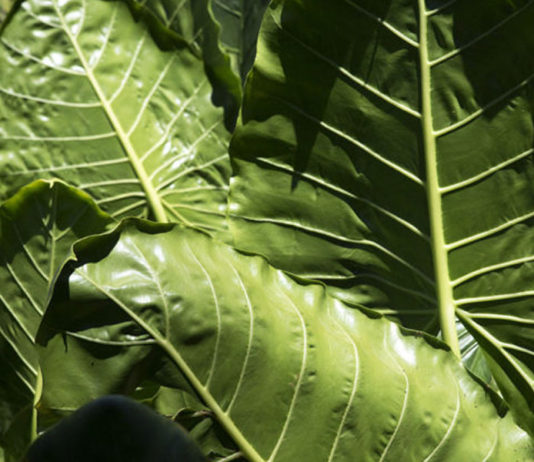 beLEAF : Como a planta orelha de elefante se transforma num material vegano para moda