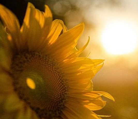 Cientistas confirmam que os raios solares destroem o COVID 8 vezes mais rápido do que se acreditava