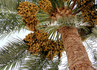 Fibras de palmeira sustentáveis desenvolvidas a partir de resíduos agrícolas