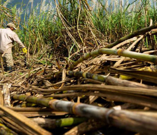 Os resíduos agrícolas podem mudar o futuro da moda, de acordo com um novo relatório