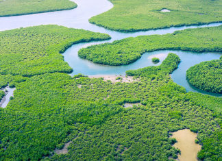 De de 18 a 20 de outubro, Belém sediará o World BioEconomy Forum 2021