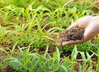 Urina humana é uma alternativa mais eficaz e sustentável aos fertilizantes químicos para plantas