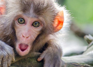 A verdade sobre a varíola dos macacos