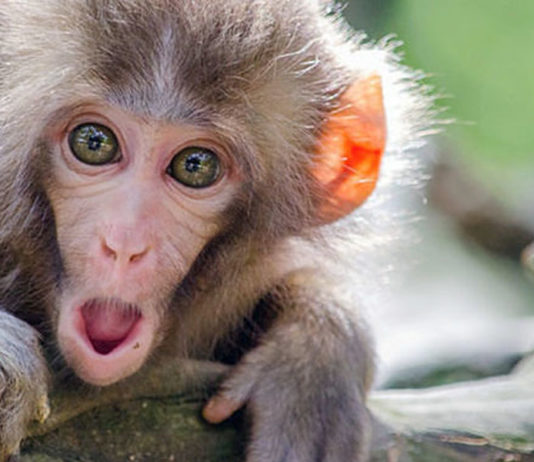 A verdade sobre a varíola dos macacos