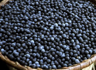 Juçaí preserva a palmeira juçara na Mata Atlântica produzindo sorbets à base do fruto