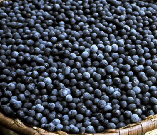Juçaí preserva a palmeira juçara na Mata Atlântica produzindo sorbets à base do fruto
