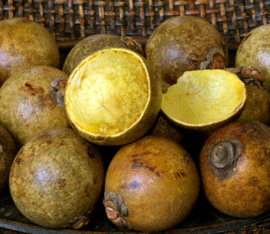 Inocas utiliza a macaúba na produção de óleo vegetal sustentável