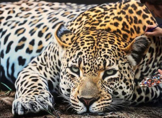 Grandes felinos ganham vida nas pinturas hiper-realistas do artista Nick Sider
