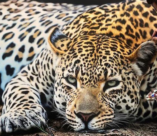Grandes felinos ganham vida nas pinturas hiper-realistas do artista Nick Sider