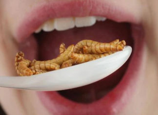 Fórum Econômico Mundial pede que as pessoas comam algas, insetos, cactos e beba água de esgoto para “salvar o planeta”