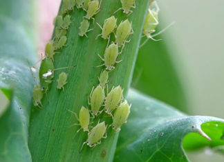 China acusa Estados Unidos de criar bioarmas de insetos para causar fome em países rivais