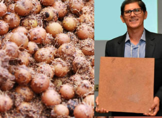 Ecopainel de MDF é produzido com a fibra do caroço do açaí