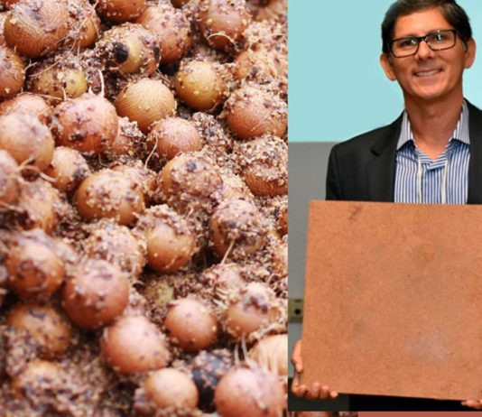 Ecopainel de MDF é produzido com a fibra do caroço do açaí