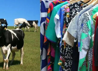 Mango Materials cria roupas e embalagens com os gases corporais liberados pelas vacas