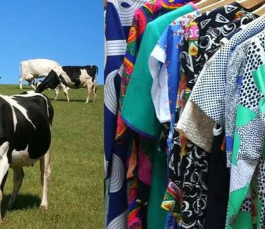 Mango Materials cria roupas e embalagens com os gases corporais liberados pelas vacas