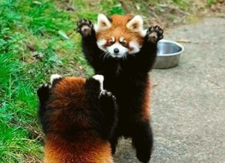 Conheça os belos pandas vermelhos, ameaçados de extinção