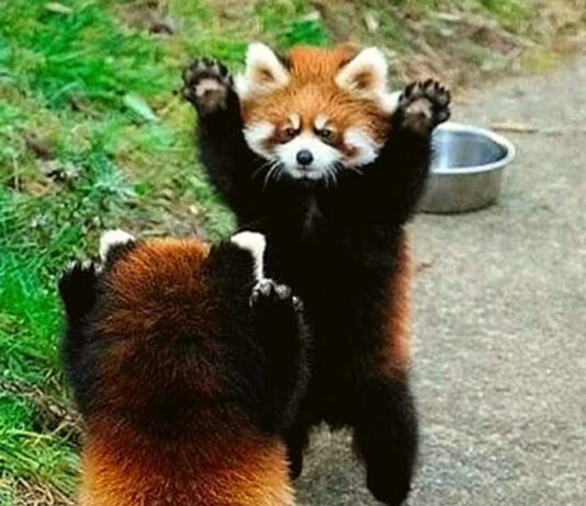 Conheça os belos pandas vermelhos, ameaçados de extinção
