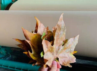 Releaf substitui as árvores por folhas secas para fabricar papel e embalagens