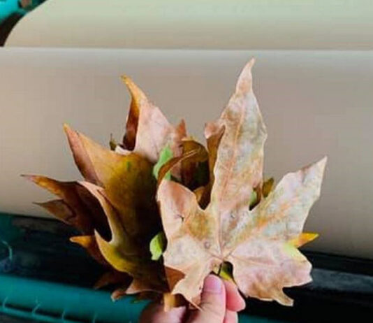 Releaf substitui as árvores por folhas secas para fabricar papel e embalagens