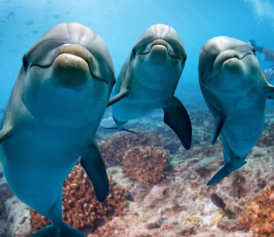 Golfinhos e baleias, os seres mais inteligentes e espiritualmente avançados da Terra