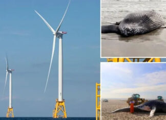 Novo documentário prova que a construção de parques eólicos marítimos matam baleias
