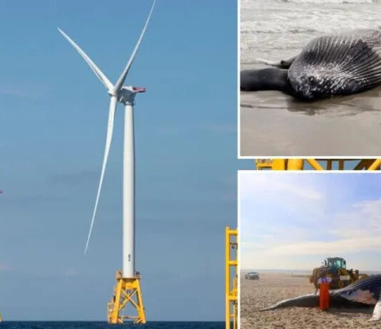 Novo documentário prova que a construção de parques eólicos marítimos matam baleias
