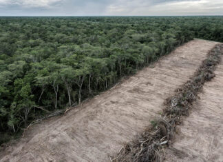 Bill Gates quer destruir florestas para “combater o aquecimento global”