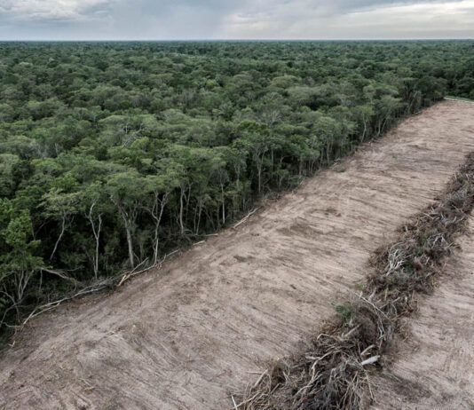 Bill Gates quer destruir florestas para “combater o aquecimento global”