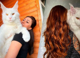 Maine Coon a espécie de gatos gigantes