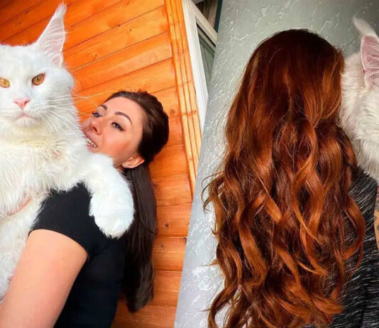 Maine Coon a espécie de gatos gigantes