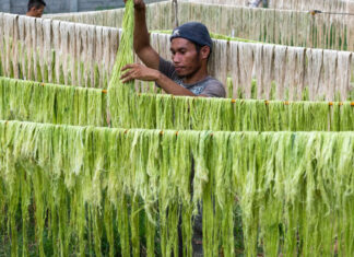 Wearable Waste – Transformando resíduos de abacaxi em tecidos naturais