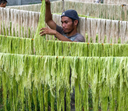 Wearable Waste – Transformando resíduos de abacaxi em tecidos naturais
