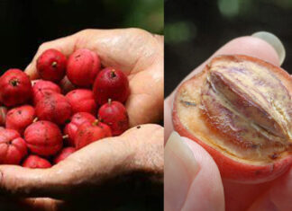 Uma fruta rara da Austrália trata 75% de todos os tipos de câncer em 25 dias
