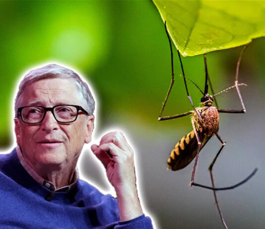 As fábricas de mosquitos OGM de Bill Gates para infectar a humanidade