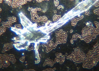 Hidrogéis na vacina COVID como interface humana programável