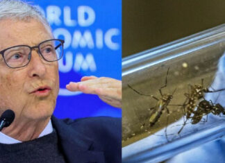 A propagação da dengue no Brasil está relacionada à liberação dos mosquitos de Bill Gates?