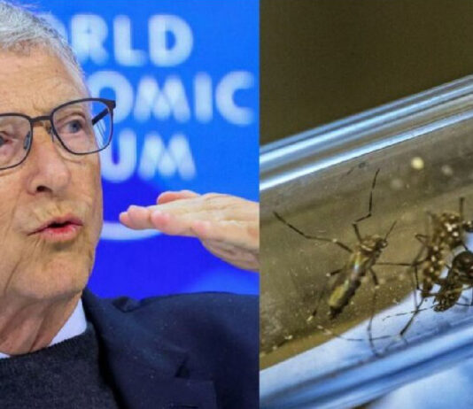 A propagação da dengue no Brasil está relacionada à liberação dos mosquitos de Bill Gates?