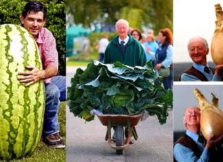 Eletrocultura aproveita a energia da Terra para aumentar o crescimento das plantas