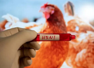 As eleições americanas de 2024 e a nova “crise de saúde”.