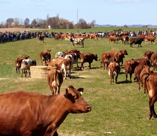 Dinamarca vai impor um imposto sobre os “peidos” das vacas.