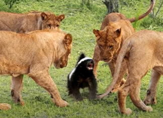 Texugo-do-mel, o pequeno guerreiro destemido da natureza.