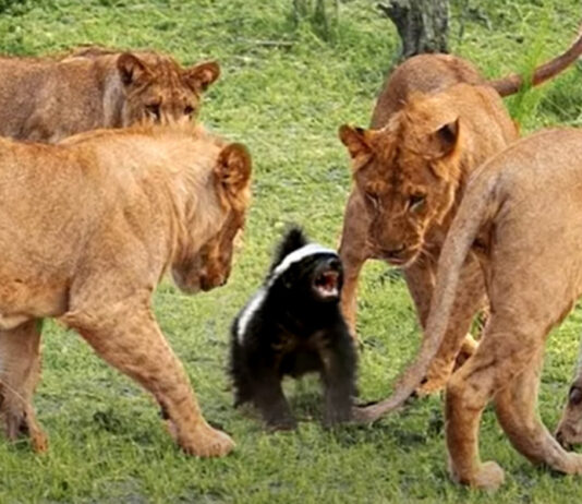 Texugo-do-mel, o pequeno guerreiro destemido da natureza.