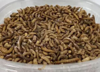 Europeus serão forçados a consumir alimentos com insetos sem rotulagem clara.