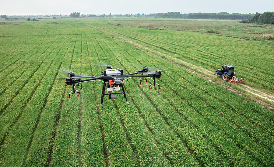 Agroterrorismo - Cidadãos chineses financiados pelo PCC são flagrados contrabandeando "fungo destruidor de plantações" para os EUA.