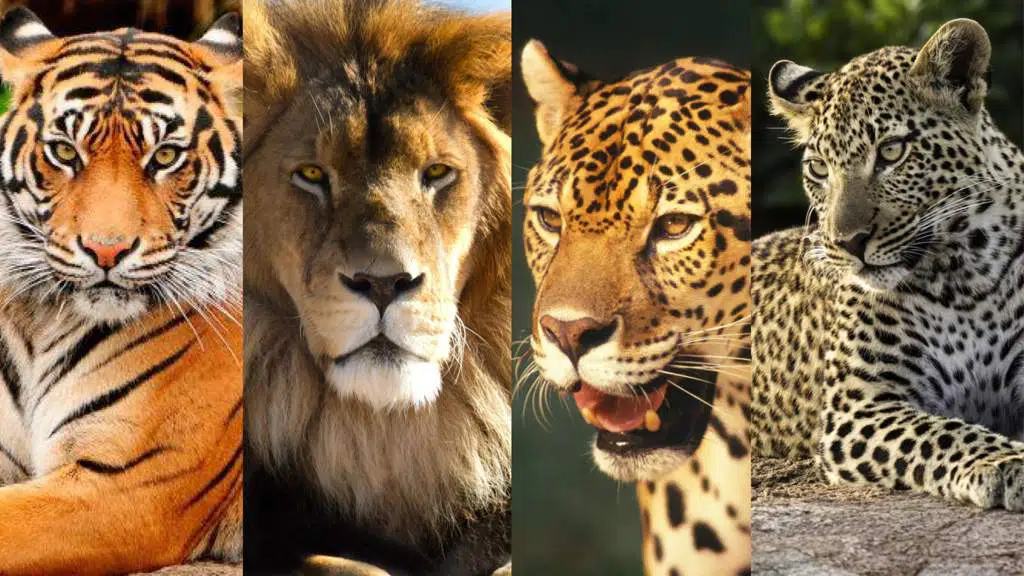 Os felinos Urmah, a raça estelar mais poderosa da galáxia. 1